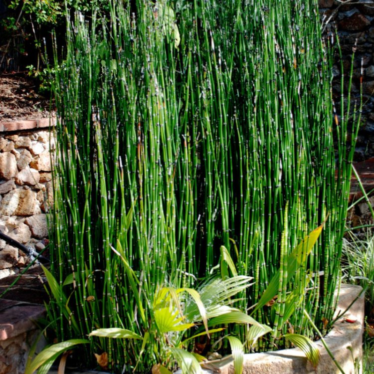 Praslička zimná (Equisetum hyemale) - výška 60-80 cm, kont. C3L
